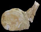 Plesiosaur (Zarafasaura) Dorsal Vertebrae - Morocco #64662-1